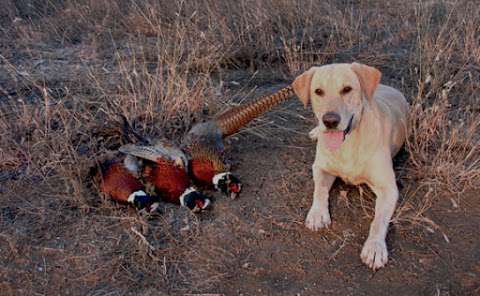 Jobs in Pheasant Hollow Gun Dogs and Hunting Club - reviews